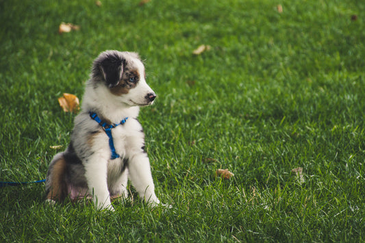 How to find the best Leashes for your pets